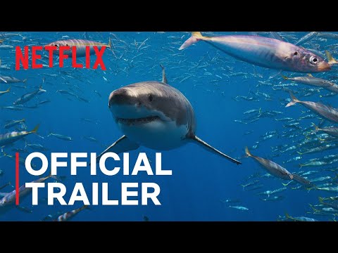 All the Sharks