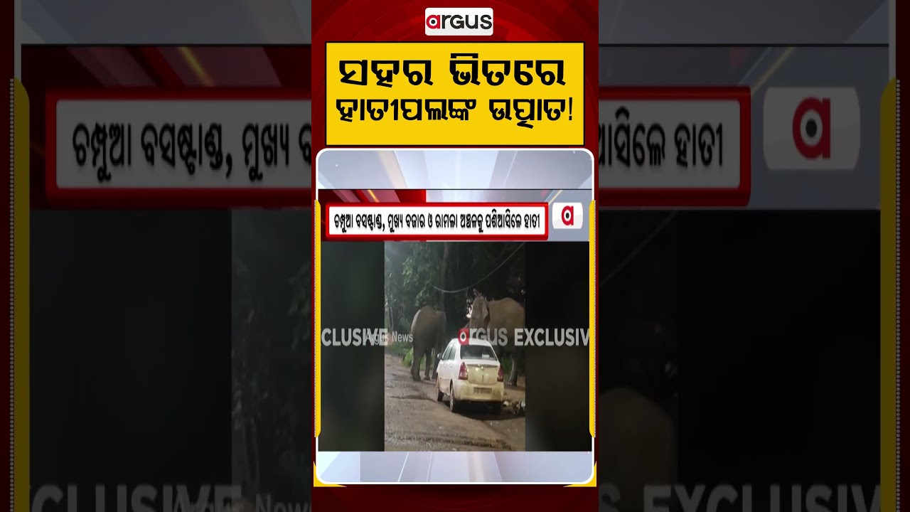 ସହର ଭିତରେ ହାତୀପଲଙ୍କ ଉତ୍ପାତ! | Elephant Terror | Champua News | Man Animal Conflict | Argus News