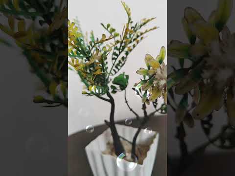 My Dream Makkah and Madina ❤ ,,Title Video's 086 #saudiarabia #madina #foryou #youtubeshorts #shorts