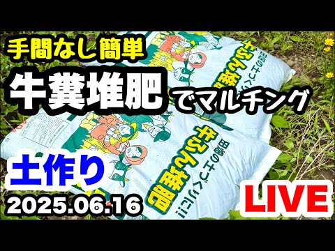 ◆敷くだけ簡単！『牛糞堆肥』でマルチング