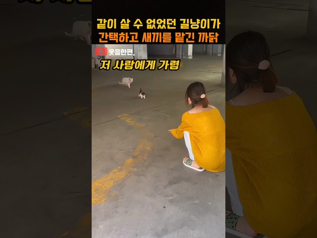 같이 살 수 없었던 길냥이가 간택하고 새끼를 맡긴 까닭