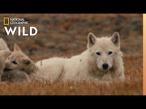 Kingdom of the White Wolf'