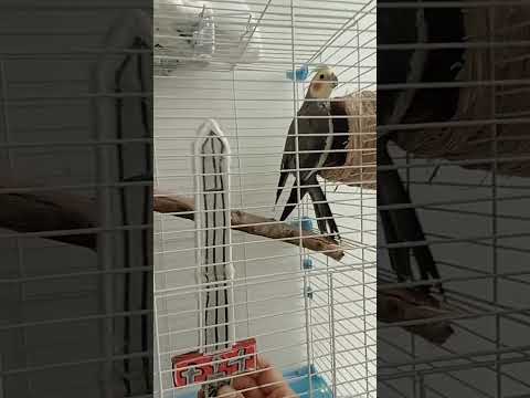 Bird#birds #birdspecies #birdsounds #cute #dancingbird #parrot #birddance #birdsong #birdphotography