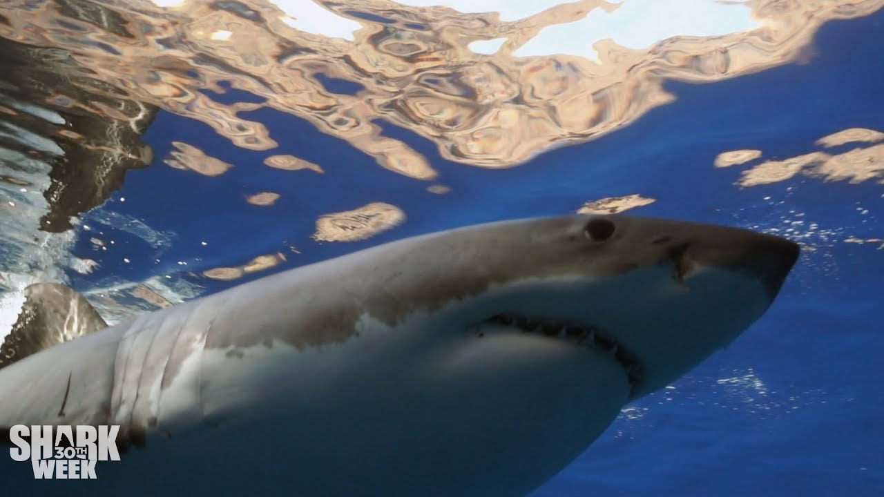 The Top 30 Sharks of Shark Week: Part Two