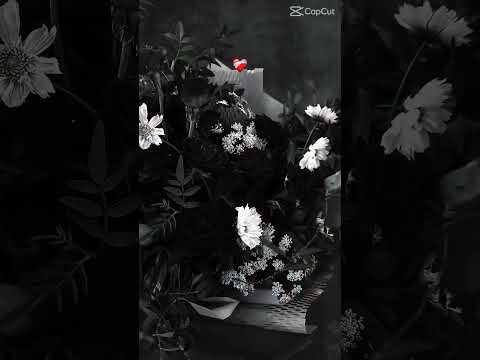 عدنآ لآكن بقلوب مختلفه💔 💔💔💔 #اكسبلور #ترند #التغطيه