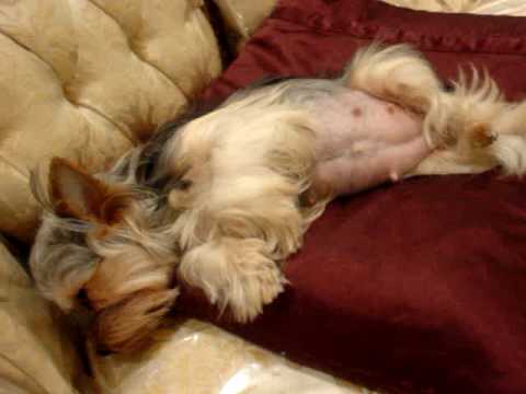 Pictures Of Pregnant Yorkies 55