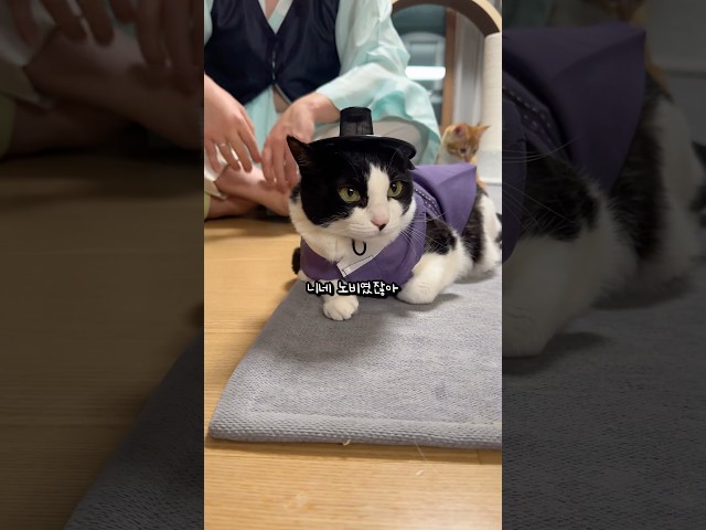 신분 세탁한 고양이