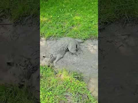 Funny and cute dogs compilation#funnydogs#cute#doglover#doglife#cure#dogshorts#pet#doglife#dogshorts