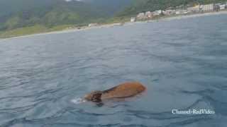 蘭嶼山猪在海中游泳，原住民的口音超可愛-上集