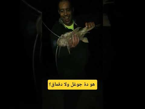 سؤال لأهل الخبرة ده جوغل ولا دقماق