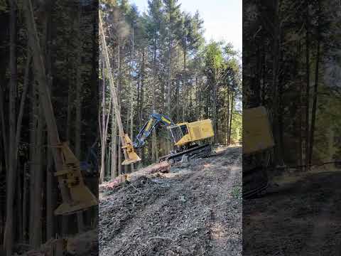 Tigercat LX870D & T-WINCH 30.2 in Oregon #forestry #tigercat #ecoforst #twinch