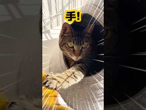 【猫あるある】なんでその姿勢？っていうときある。 #保護猫 #猫のいる暮らし #shorts