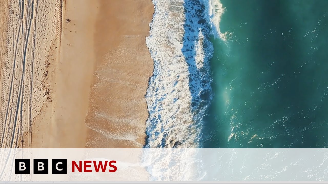 Can 3D printed sea walls protect marine wildlife in Miami? | BBC News