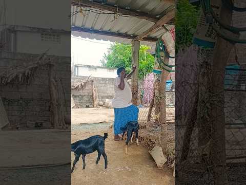 #folksong #song #trending #viral #nature  #agriculture  #farming #golla #yadav #ladduyadav #golla ##