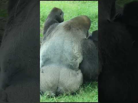 台北市立動物園の金剛猩猩と親子の癒やし映像 サムネイル