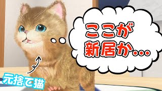 保護した捨て猫が完全に家に住む気らしい