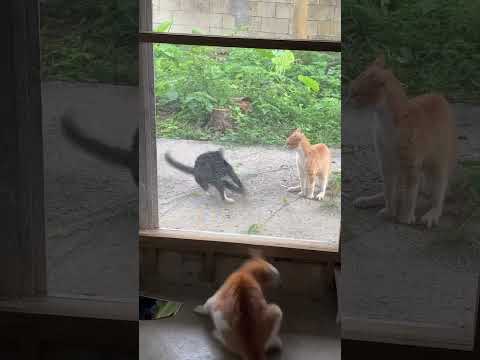 Cat battle in the morning. #cat #animal