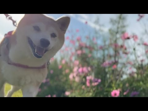 秋の陽気に包まれてコスモス畑を散策しよう サムネイル