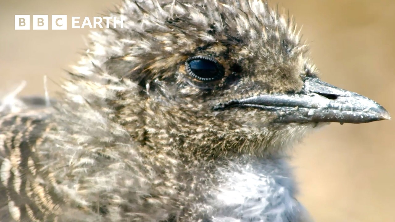 3 Hours of Extraordinary Animal Moments | BBC Earth