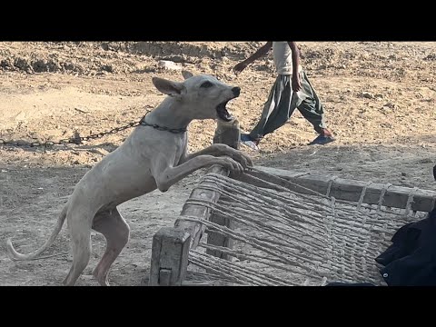 Aggressive Dog in Village Tries to Attack Kids, But Owner Stops It