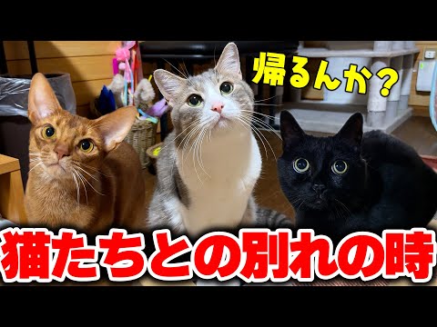 実家の猫たちと別れる瞬間を優しく綴る感動映像 サムネイル