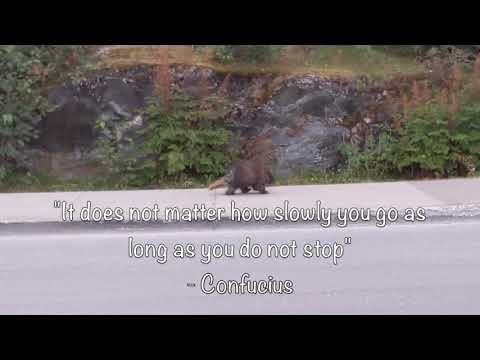 True North Inspiration Through Nature - Porcupine