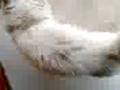 Gatito griton Gatito griton
