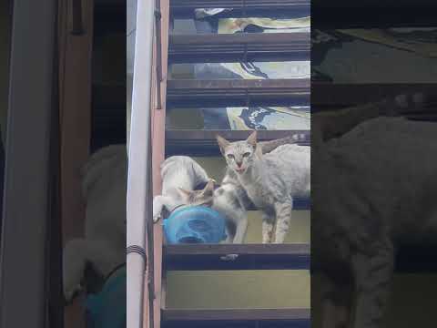 #please_subscribe_my_channel #cat #viewskaisebadhaye #cute #love #viralreels #pets #skaterabhi