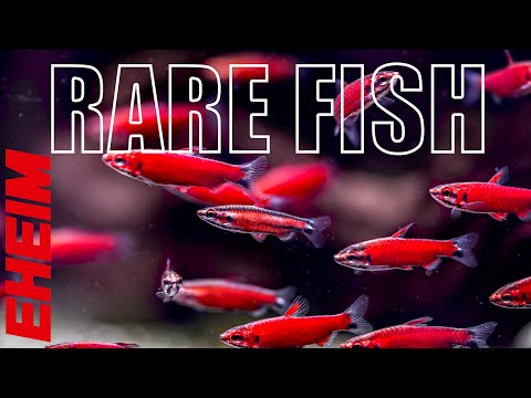 Top 3 Rare Fish for Your Aquarium