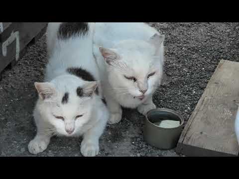 林崎漁港内地域猫茶白一家2025 7 29a
