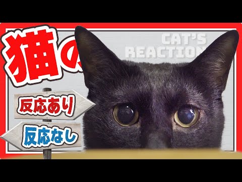 猫の反応ありと反応なしどっち まとめちゅーぶ