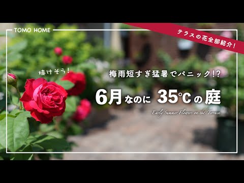 【暑さに強いオススメの花】猛暑の6月テラスガーデンツアー【育ててる花全部紹介】