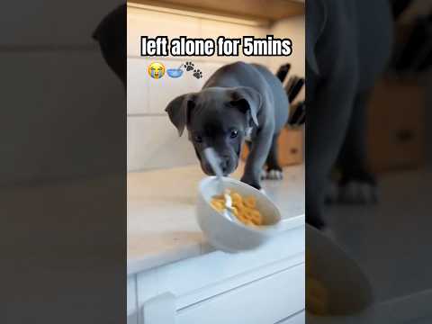 POV: When You Leave Him for 5 Minutes 🐶🥣