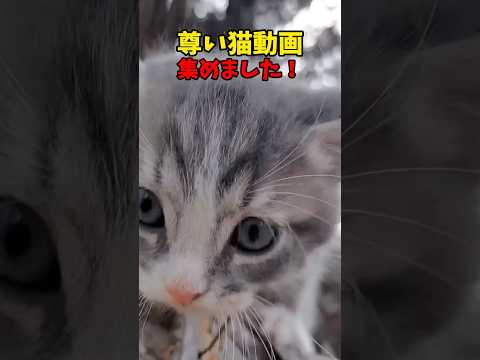 猫の動画サムネイル - 推せる猫動画 #猫 #cat #cats #cute