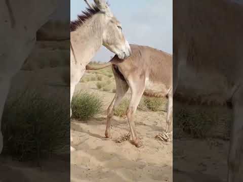 #animals #c#donkey #catvideos #funny #travel #camel #shortvideo #shoets #short #viral #viralvideo
