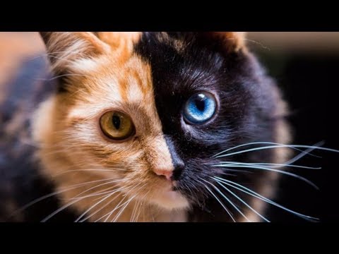 Animals With Rare Unique Markings!