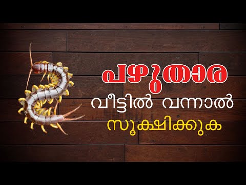പഴുതാര വീട്ടിൽ വന്നാൽ ...ശ്രദ്ധിക്കുക #pranavammedia #astrology