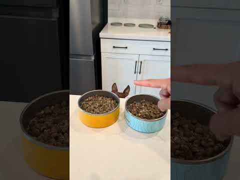 Cirnechi Brekkie 🍽️🐶