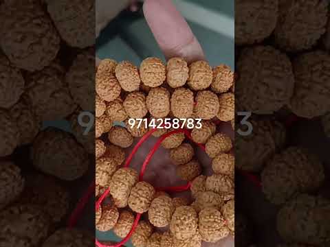 natural original mukhi rudraksha mala vintage #gemquality #hindugod #shivashakti #shivsena