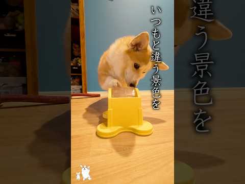 ソコそうなってたの?😂 #corgi #コーギー #つーちゃん