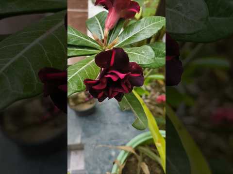 adenium plant ki care kaise kare 🌱 #gardening #plants #gardeningideas #adenium #garden