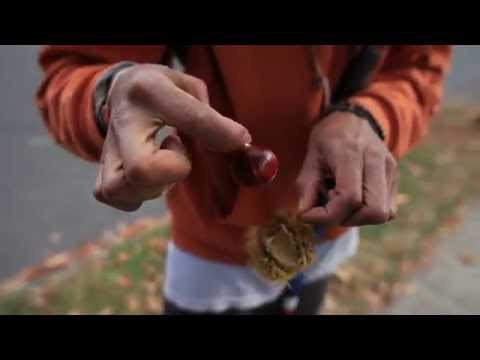 Harvesting American Chestnuts