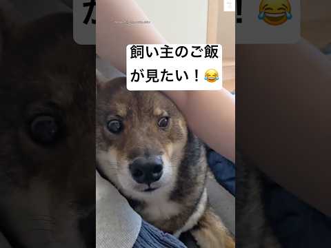 飼い主のご飯に夢中！柴犬の愛らしい反応をご紹介 サムネイル