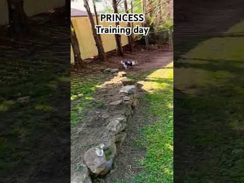 Dog #dog #family #pets #training #Russell #jackrussellterrier #terrier r