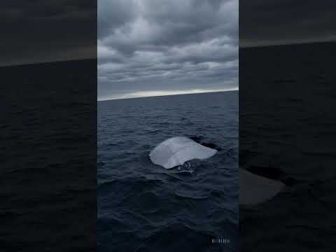 ¿OVNI, submarino o barco Misterioso objeto flotando en el mar captado por pescadores – UFO, Submarin