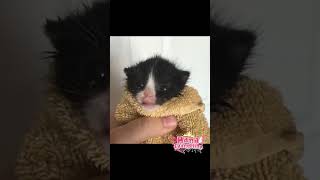 REINKARNASI JADI KUCING #shorts