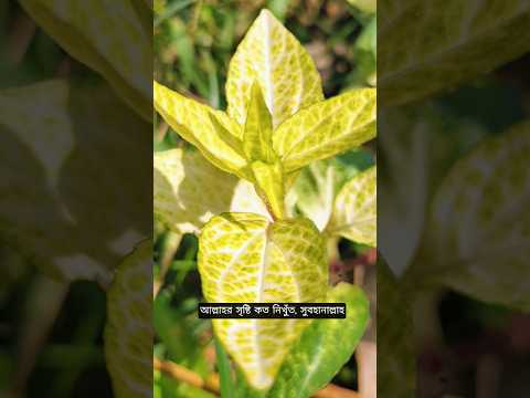 আলহামদুলিল্লাহ, সুবহানাল্লাহ। #quranrecitation #nature #islamicshorts