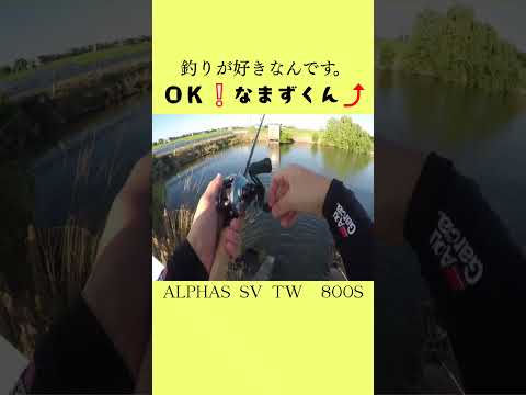 ナマズくんありがとう❕#shorts #bassfishing #バス釣り#鯰#おかっぱり #佐賀バス釣り #右巻き大好き
