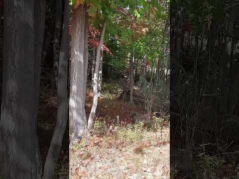 ở Nai, hưu chạy đầy đường