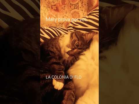 Ecco il miglior cuscino del mondo! #shorts #funnyvideo #funnycats #cat #cuscino